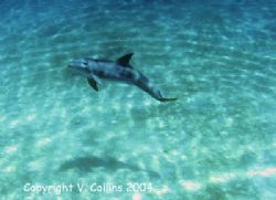Image taken while freediving Nassau, Bahamas. by Victoria Collins 